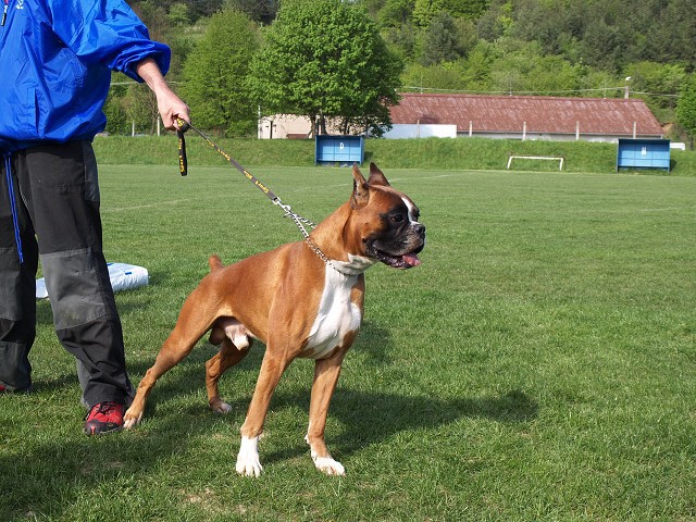 www.atibox.net * www.euroboxer.eu * www.boxergenealogia.eu